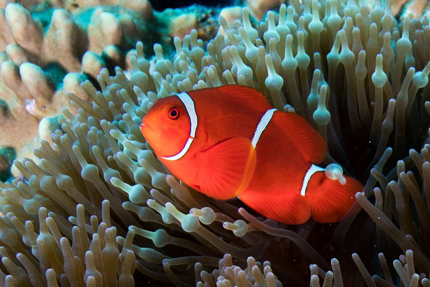 Great Barrier Reef, Australia