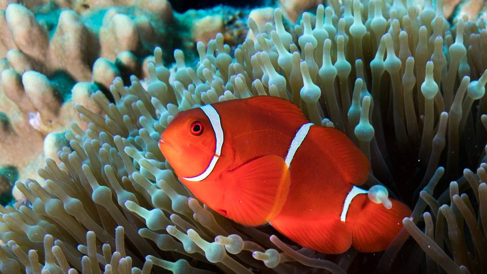 Great Barrier Reef, Australia