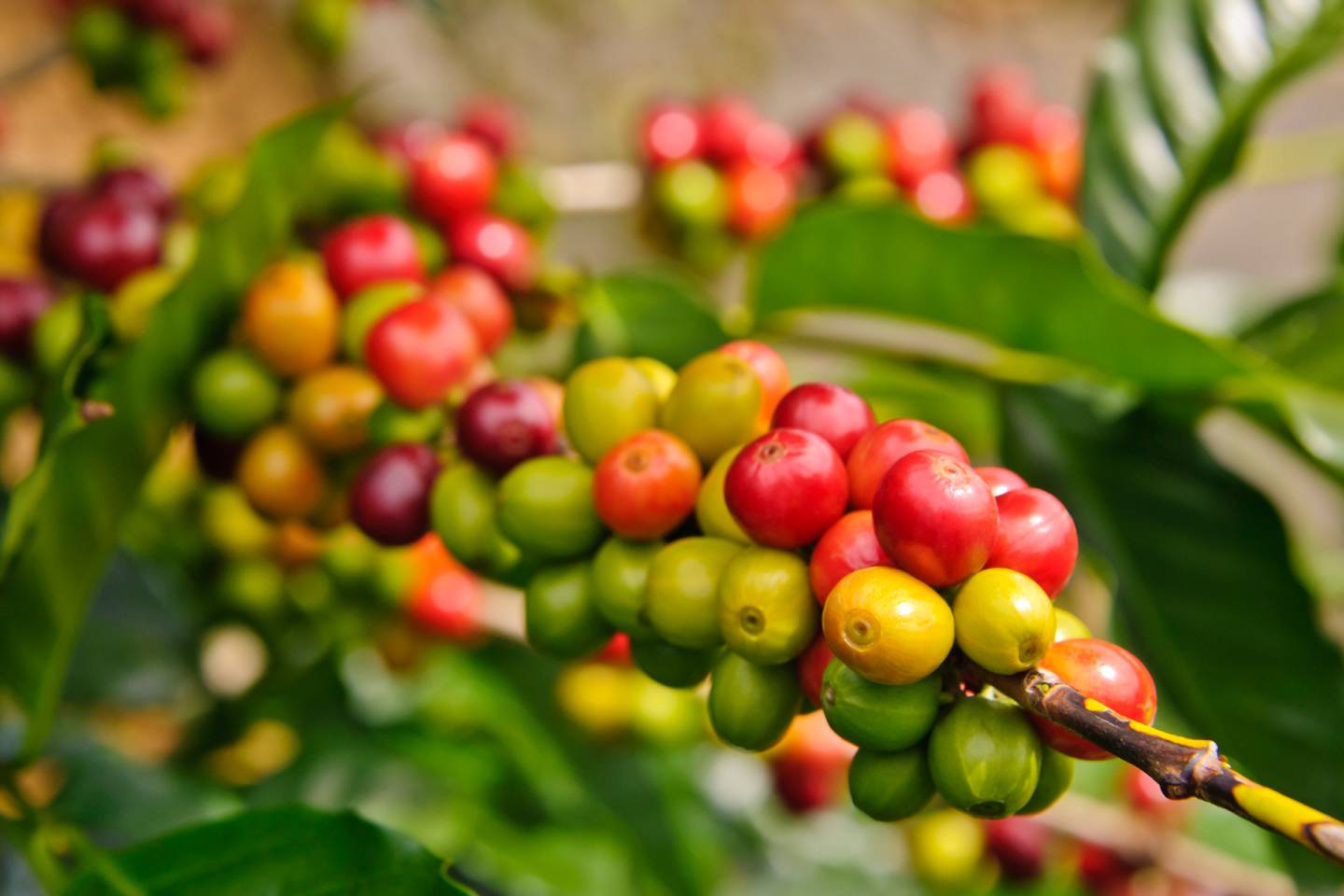 close up of red and green coffee berries