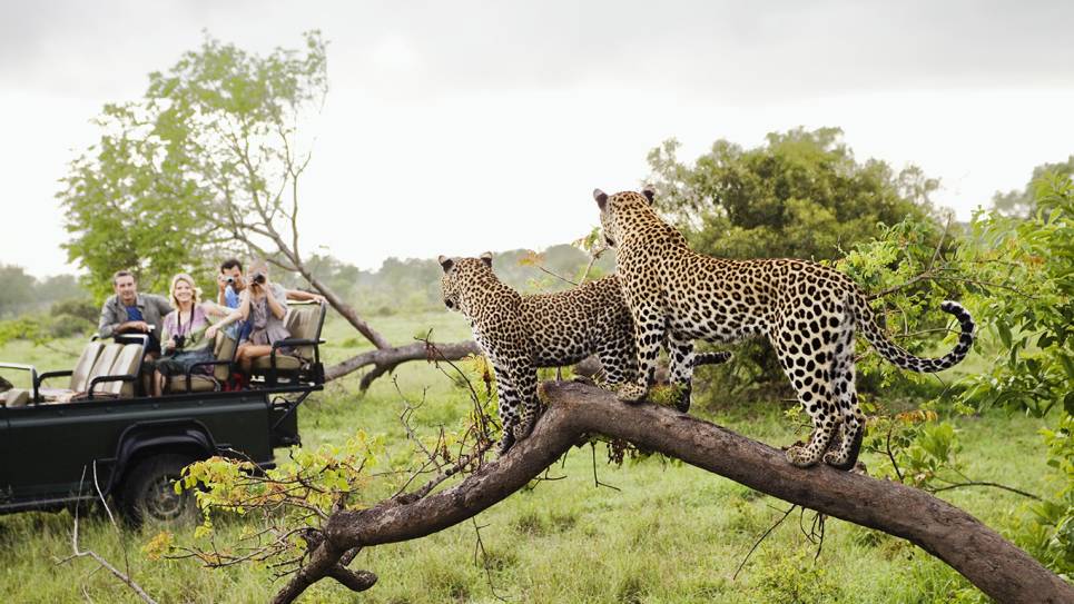 family in safari jeep watching leopards