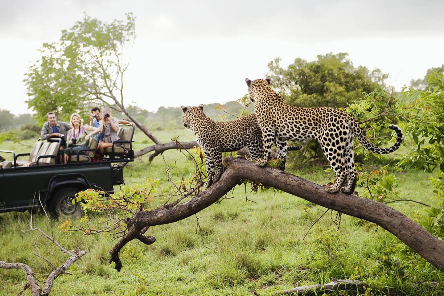 family in safari jeep watching leopards