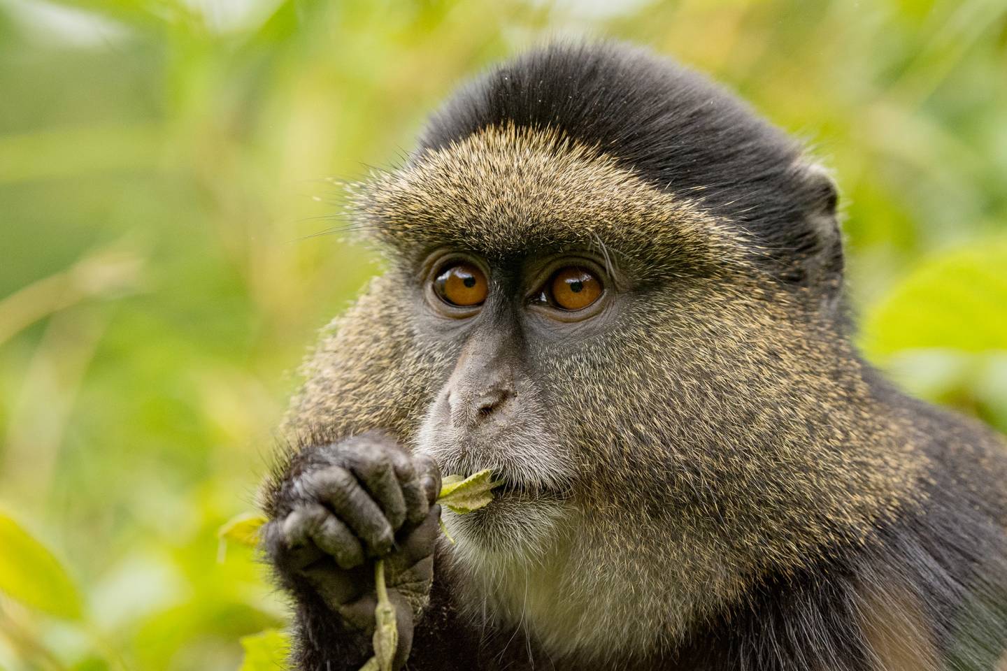 golden monkey close-up