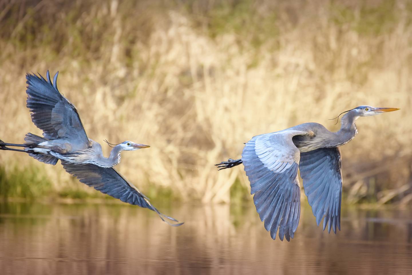 blue heron