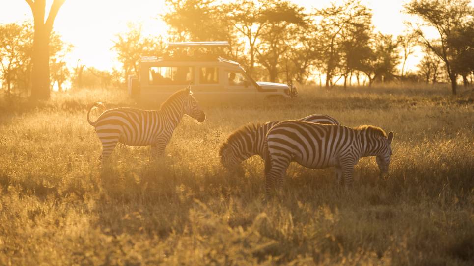 kenya animal safari