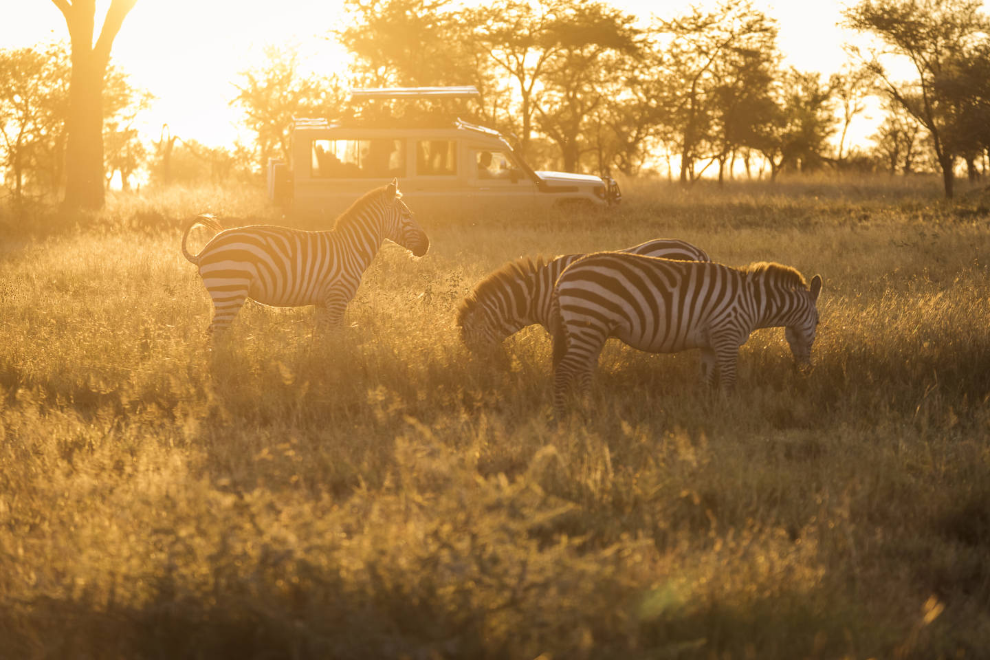 kenya animal safari