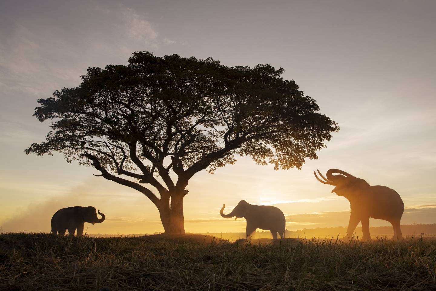 Elephants, Thailand