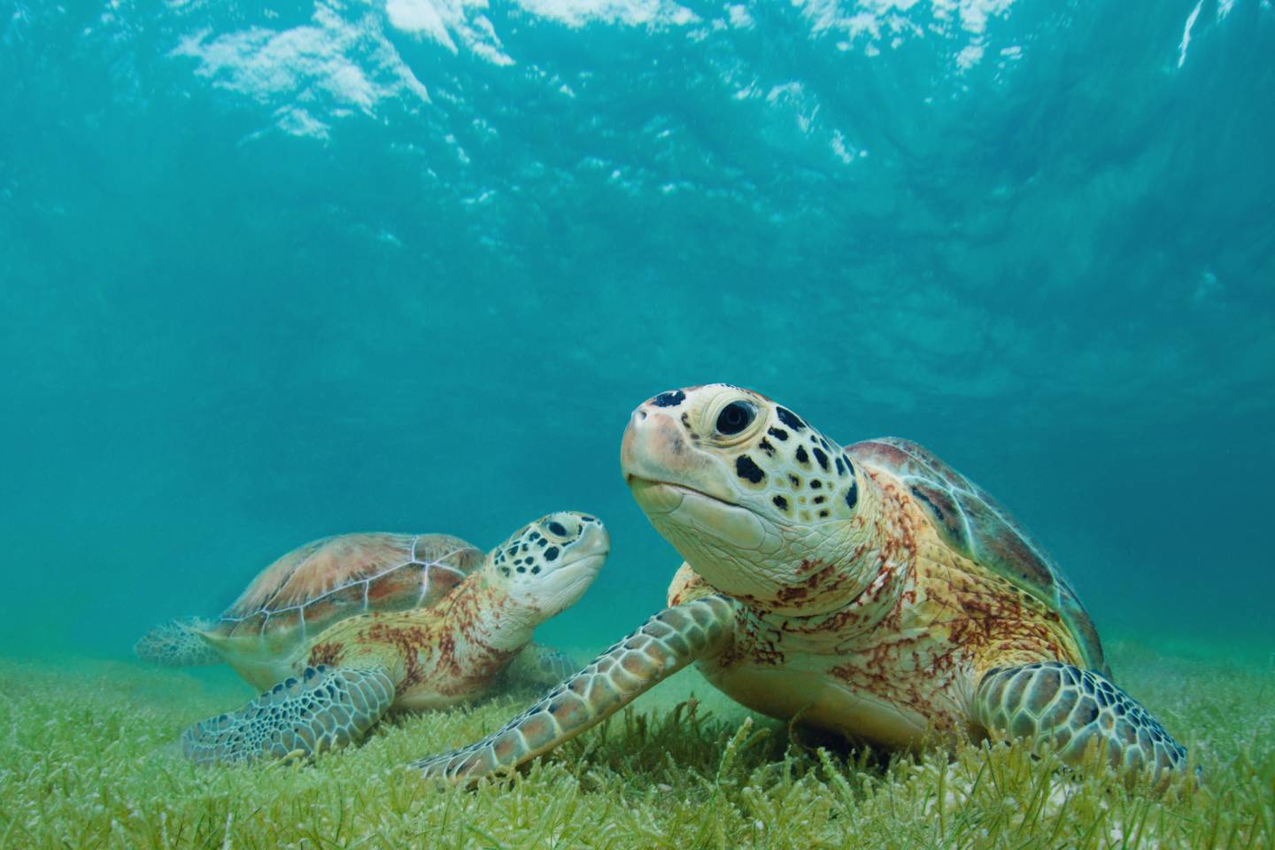 sea turtles