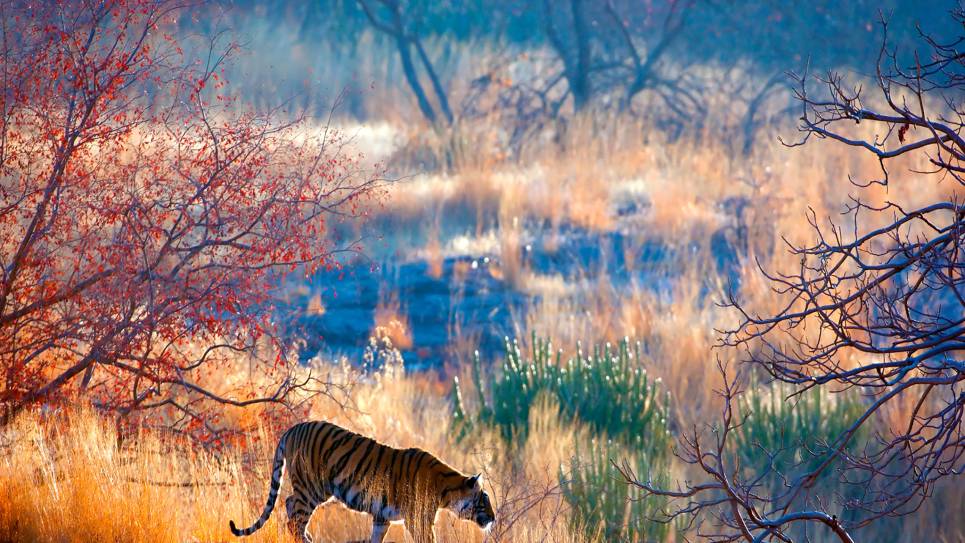 tiger in grass at dawn