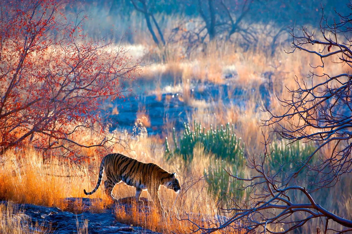 tiger in grass at dawn