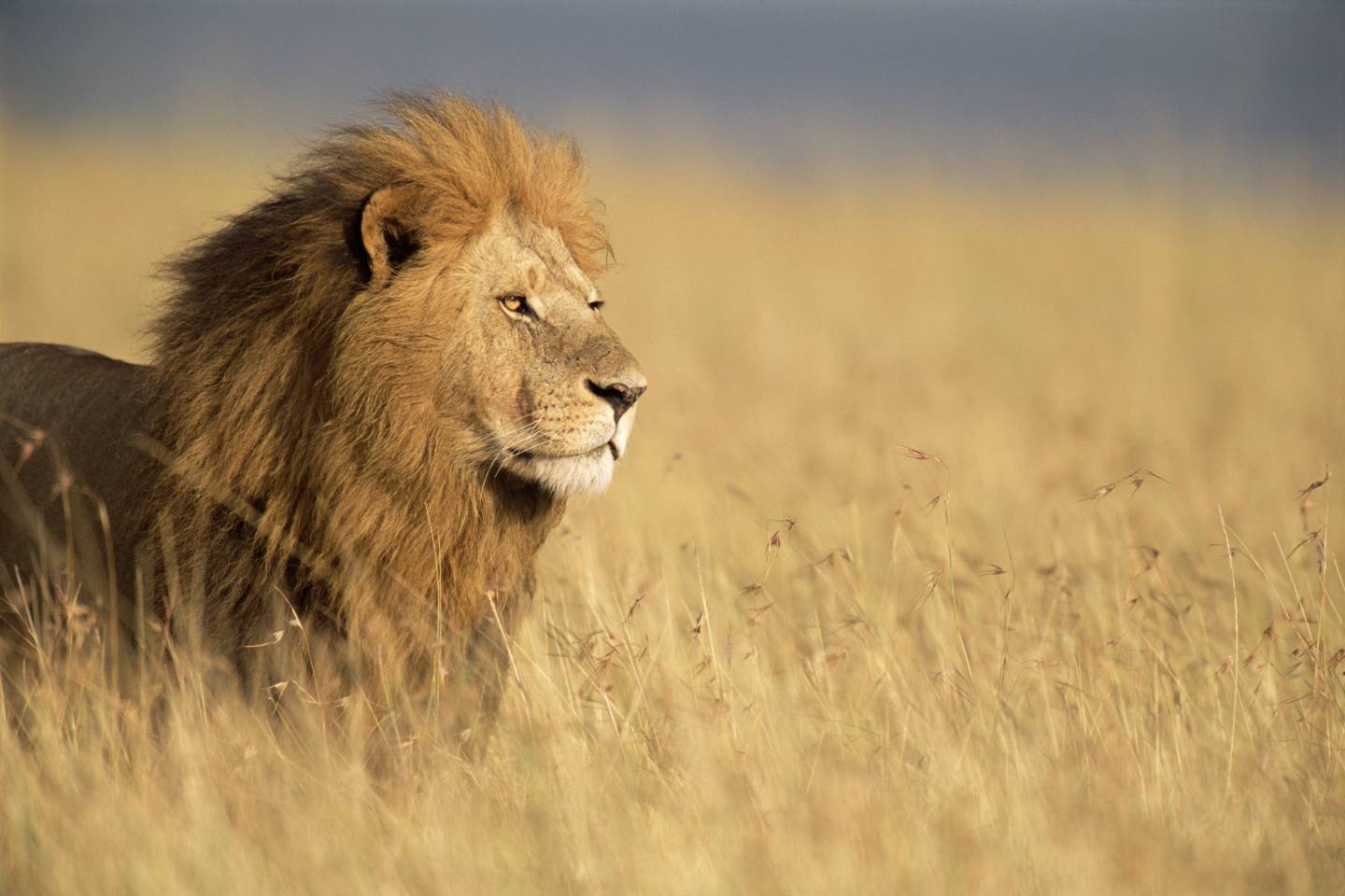 Lion in Africa