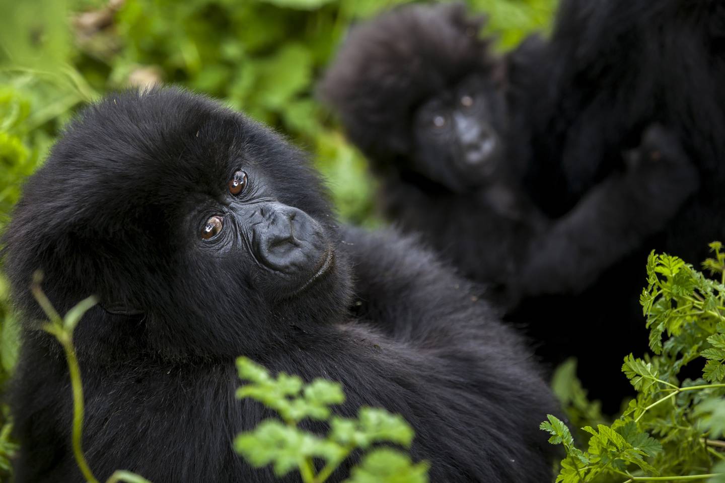 two young gorillas looking at camera