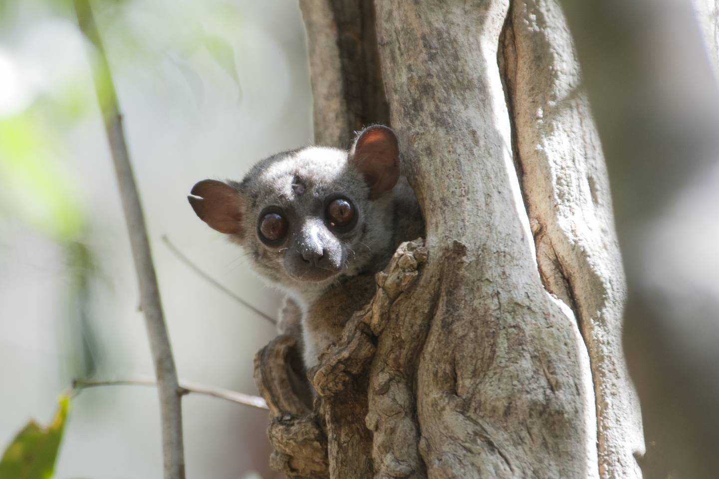 sportive lemur madagascar