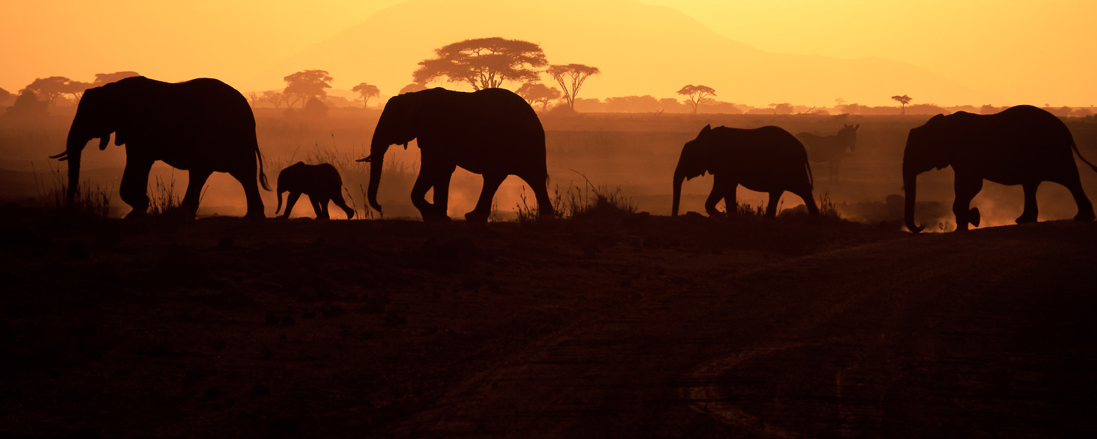 elephants, kenya