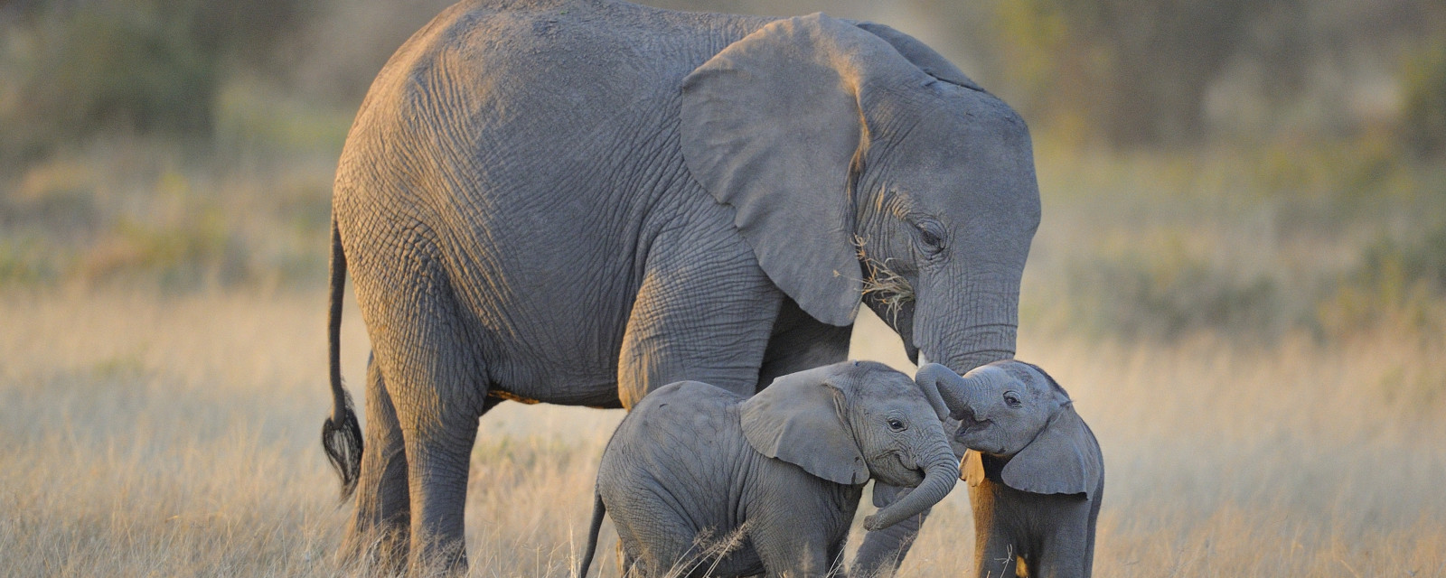 Eastern Africa Family Safari