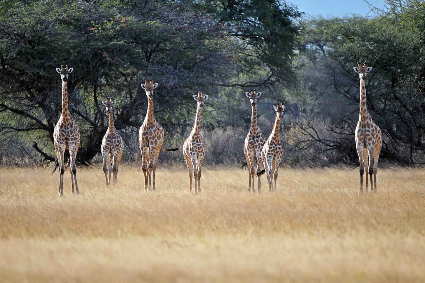 Giraffes Zimbabwe