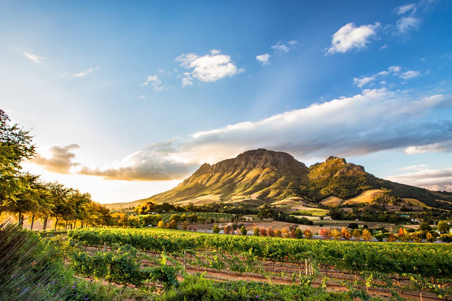 vineyards around mountain at sunset