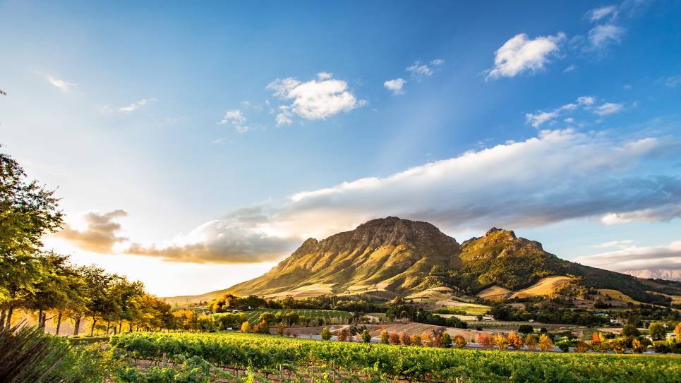 vineyards around mountain at sunset