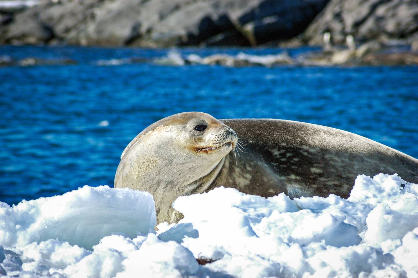 Weddell seal, Antarctica