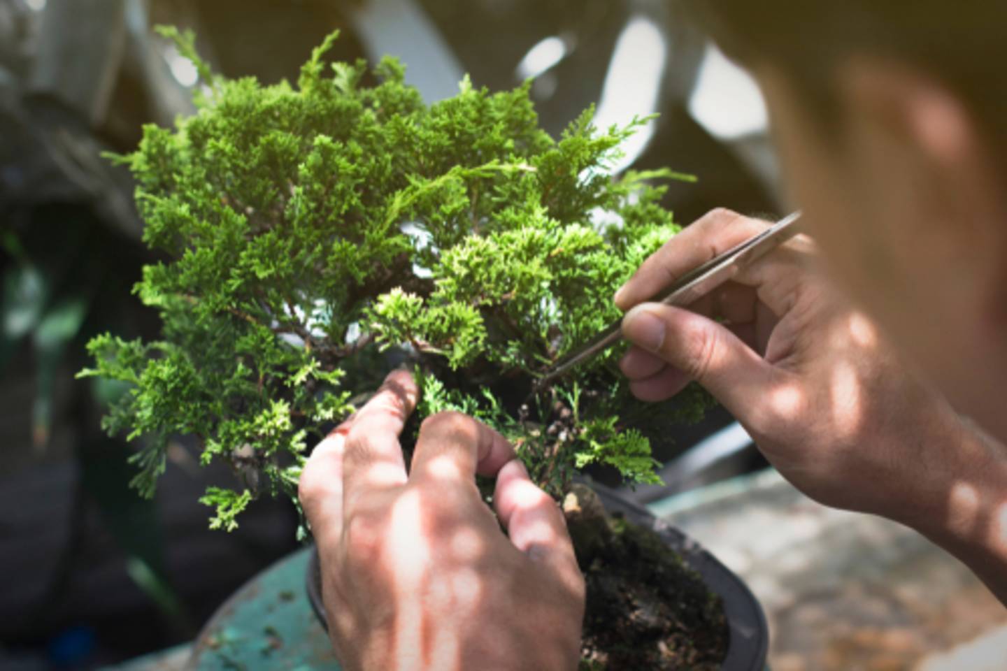 Bonsai tree, Japan