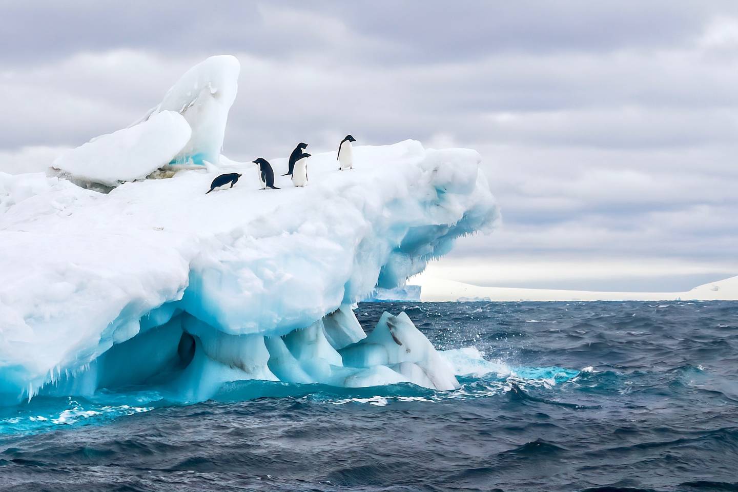 Penguins Antarctica