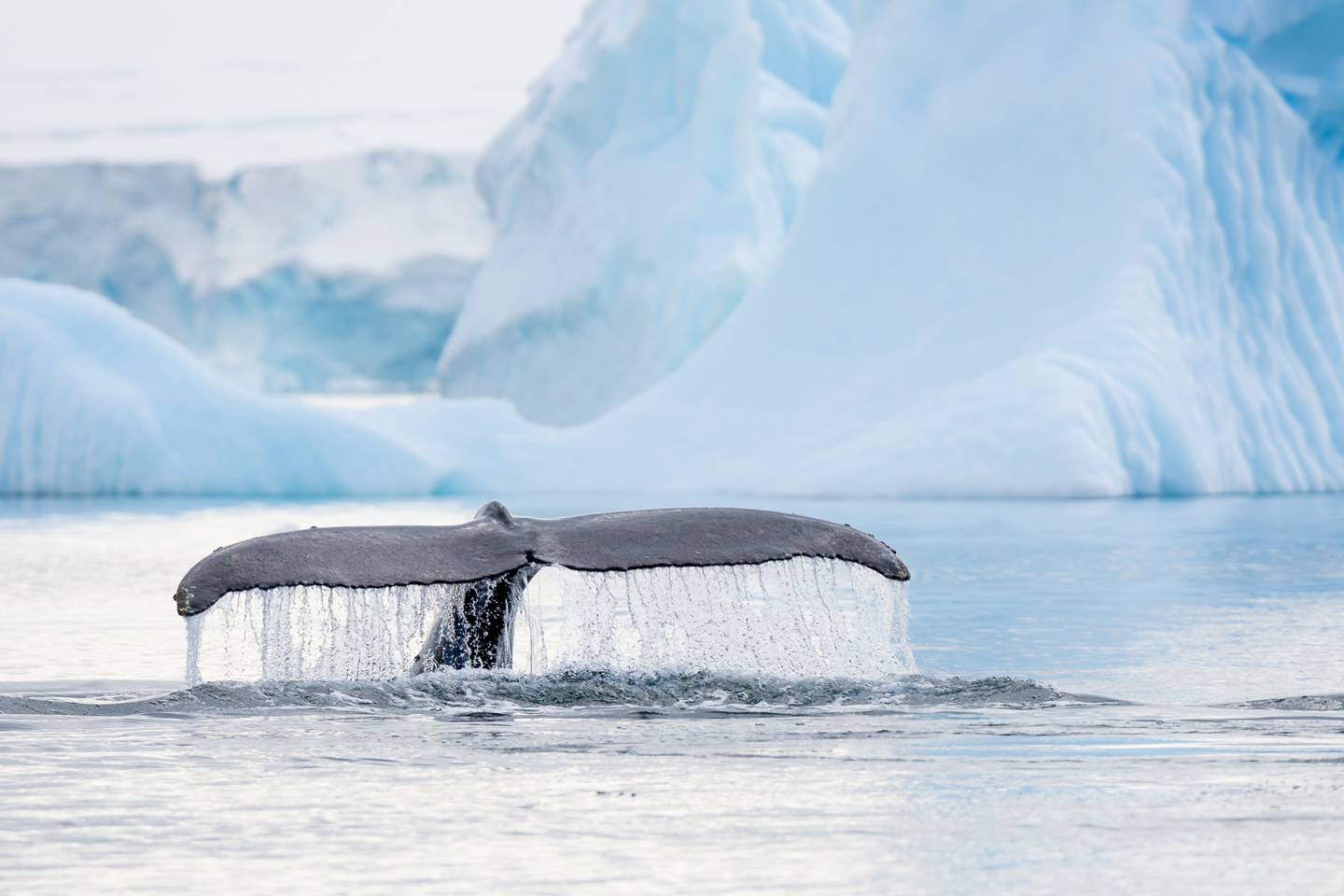 Whale, Antarctica