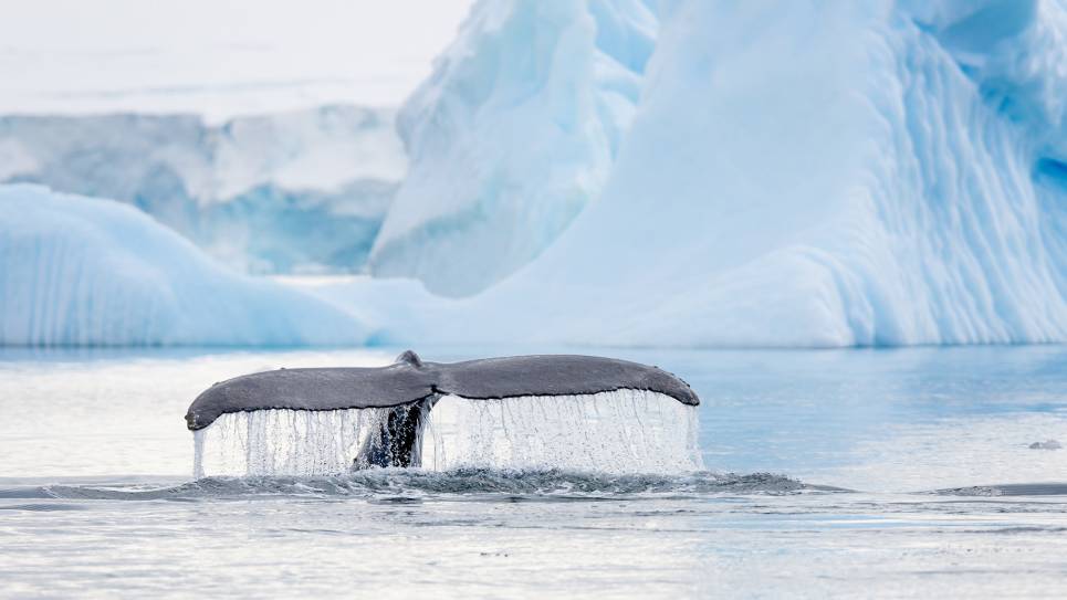 Whale, Antarctica