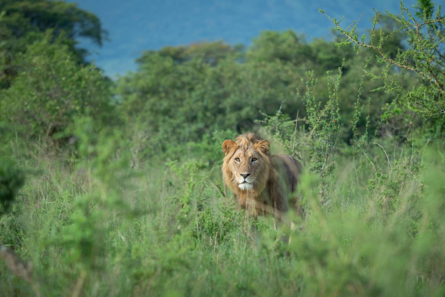 male lion in tall grass looking at camera