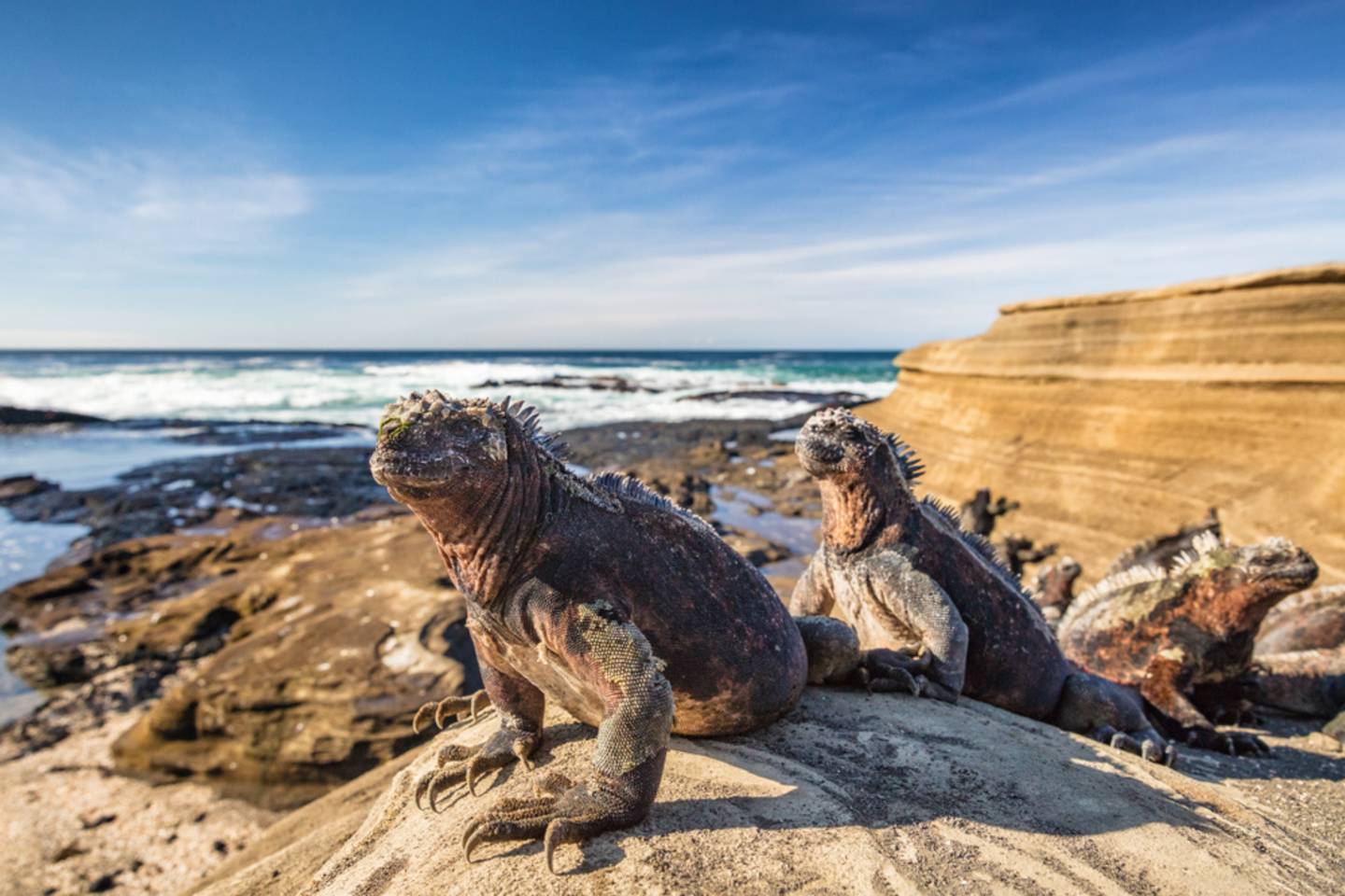 iguana