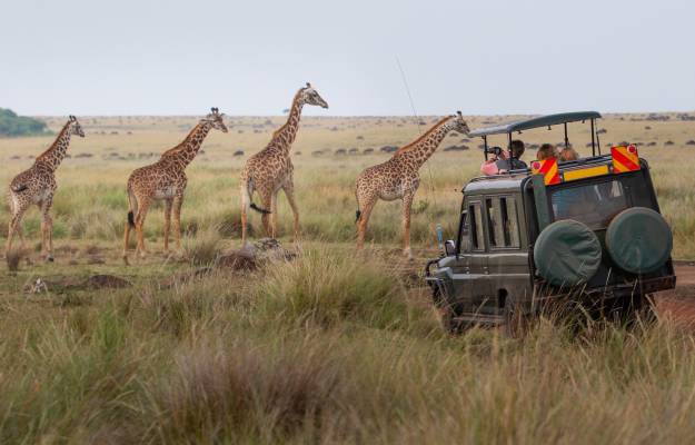 African Safari