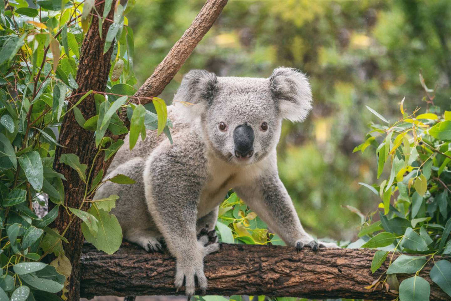 koala