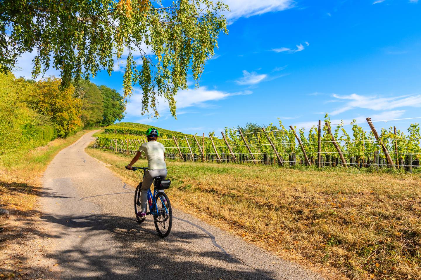 Vineyard Bike Tour