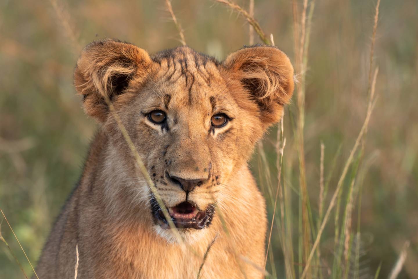 lion cub close-up