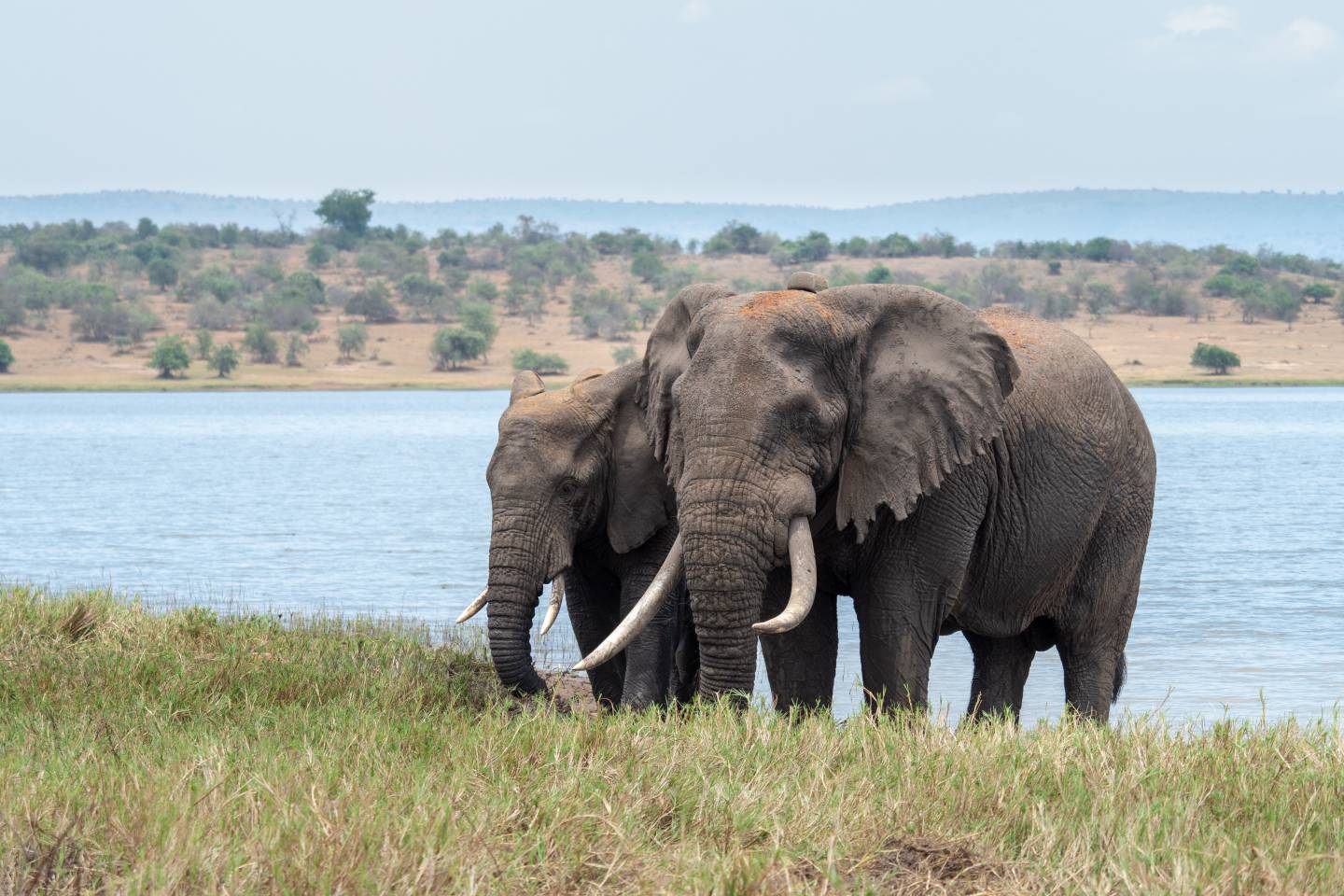 Akagera National Park