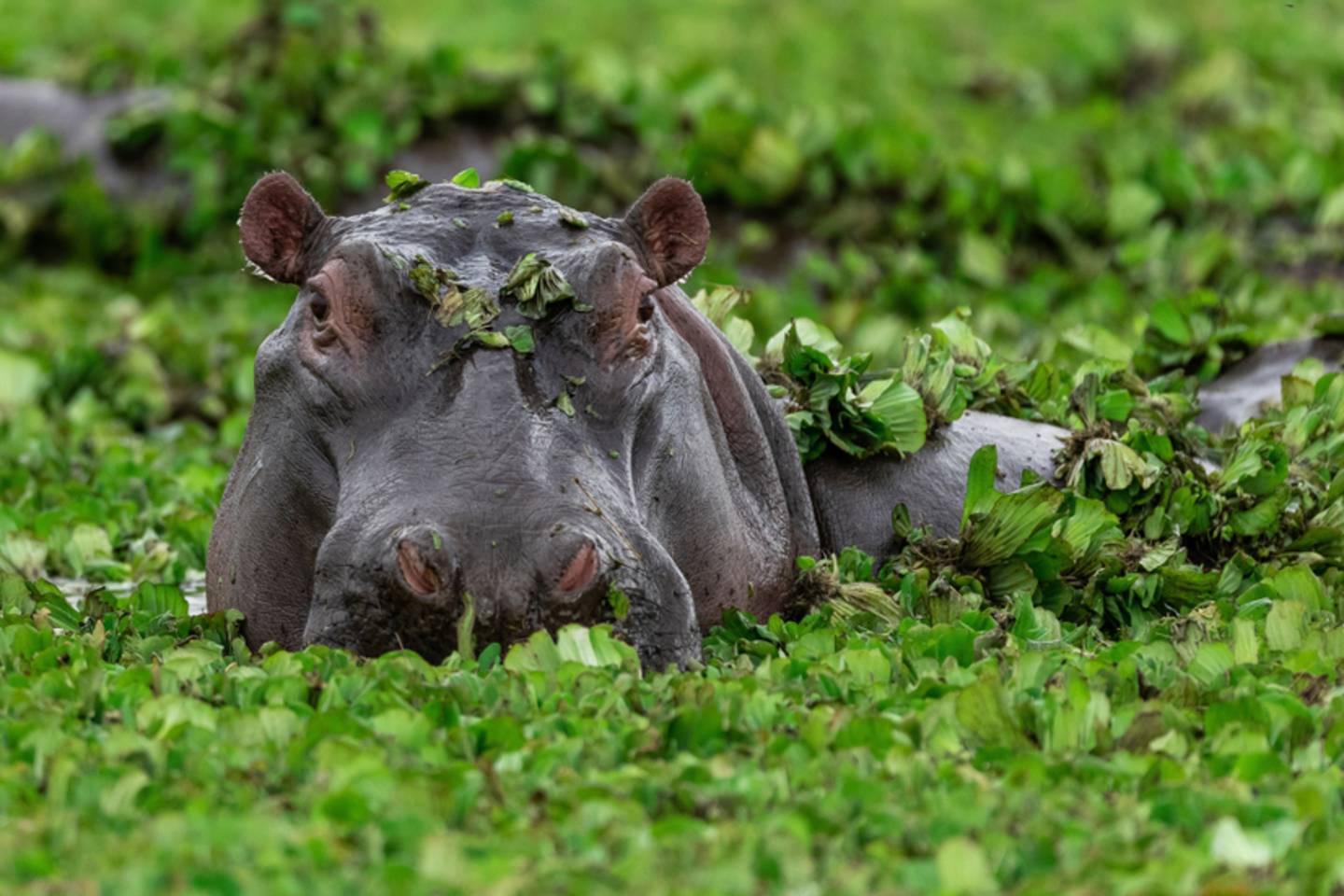 hippopotamus in in water and plants