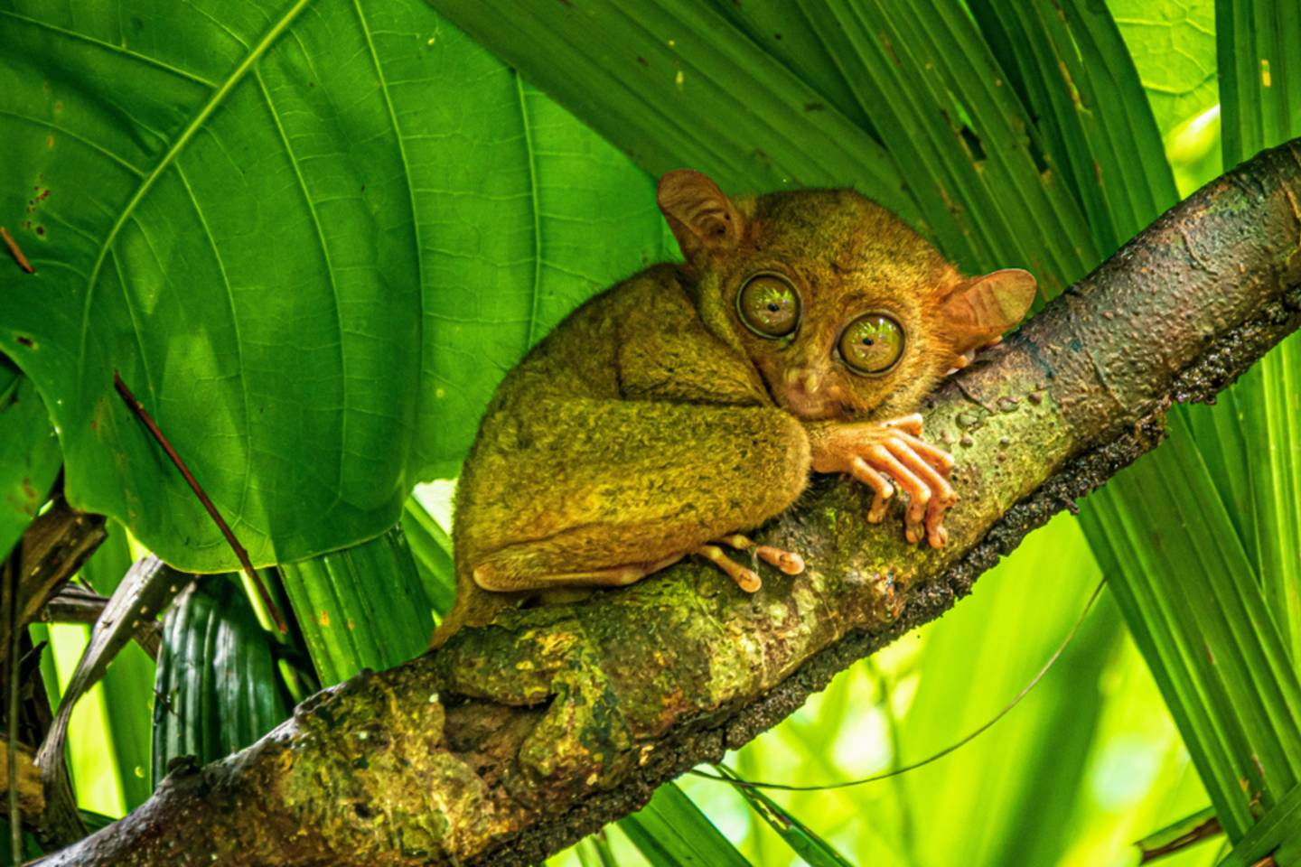 tarsier