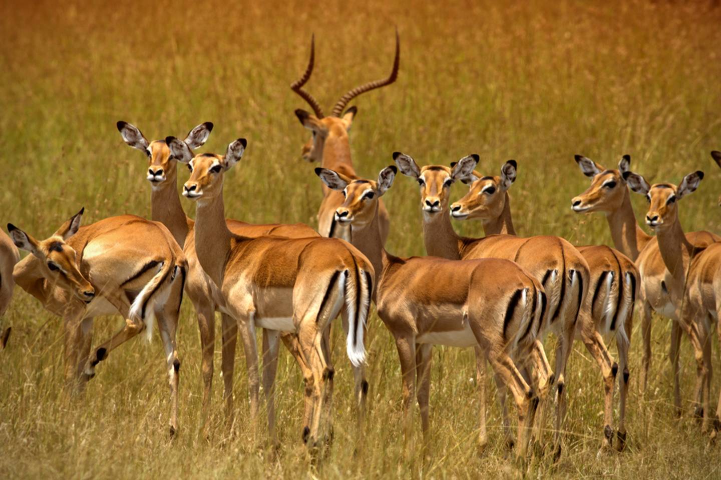 Gazelles, Ngorongoro Crater, Tanzania