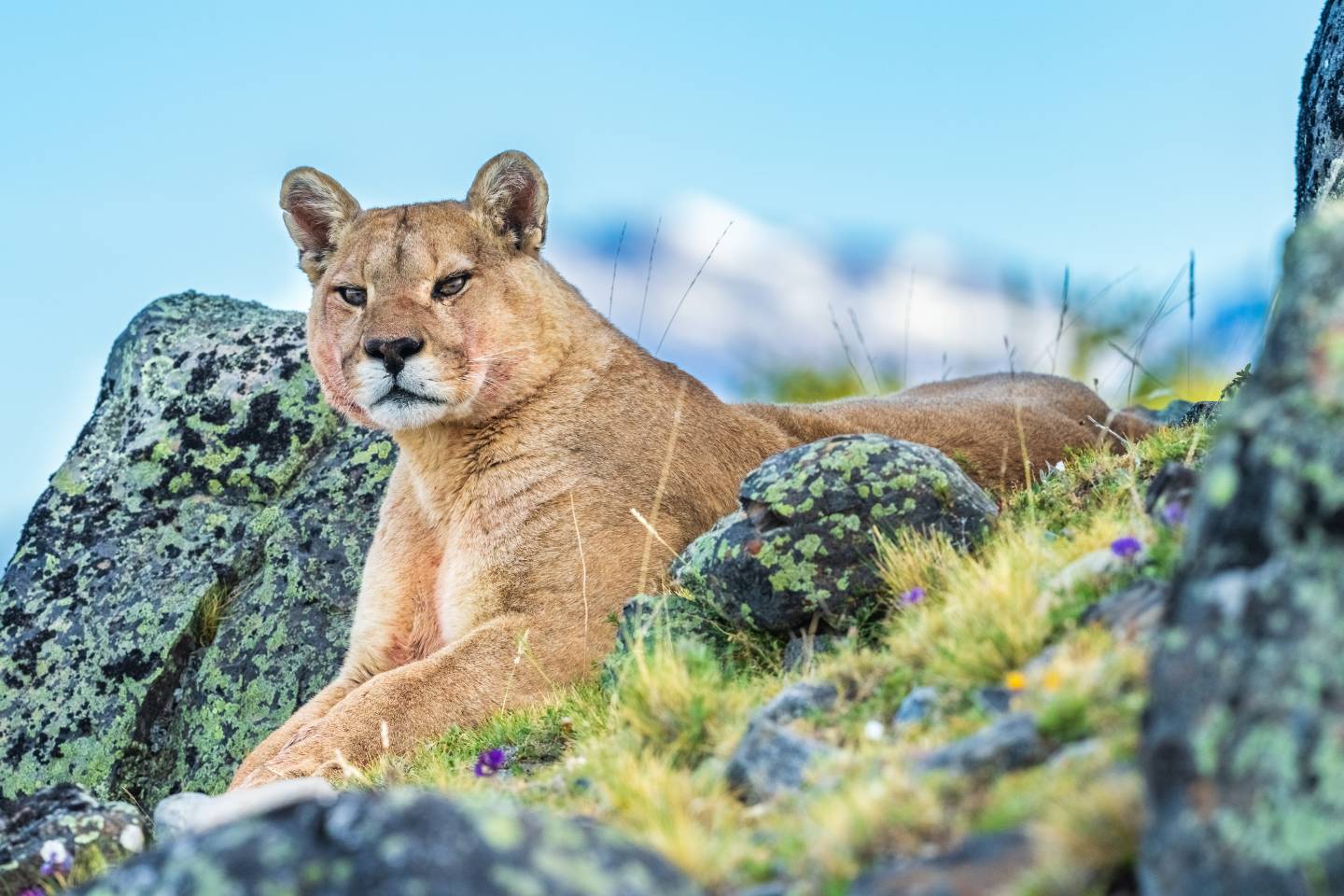 Puma, Torres del Paine National Park