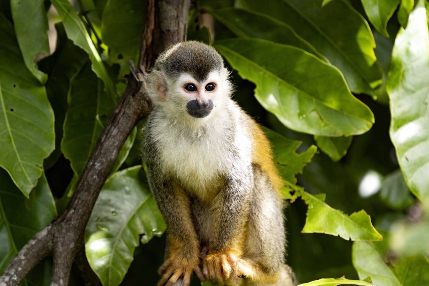 Green Monkey, Costa Rica