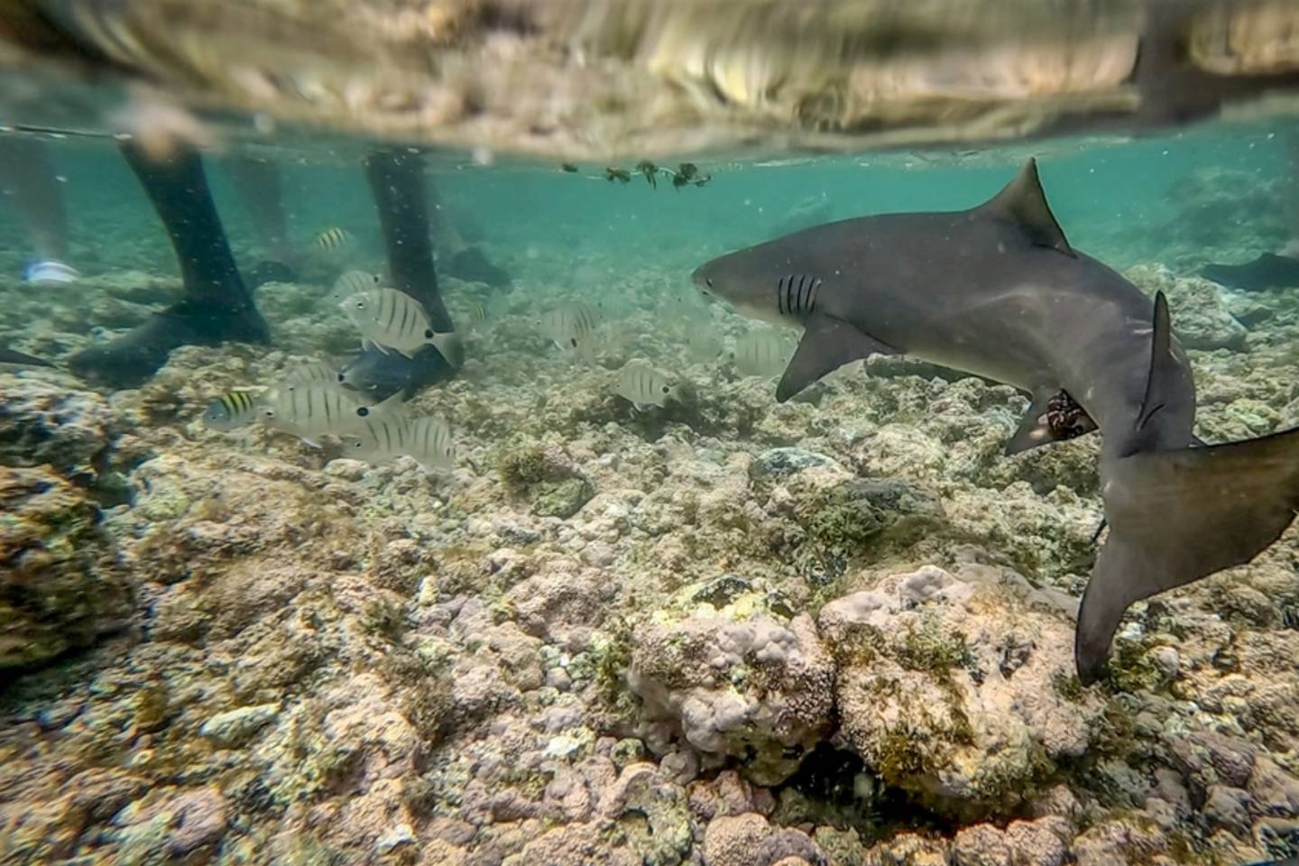 Lemon Shark, Cape Verde