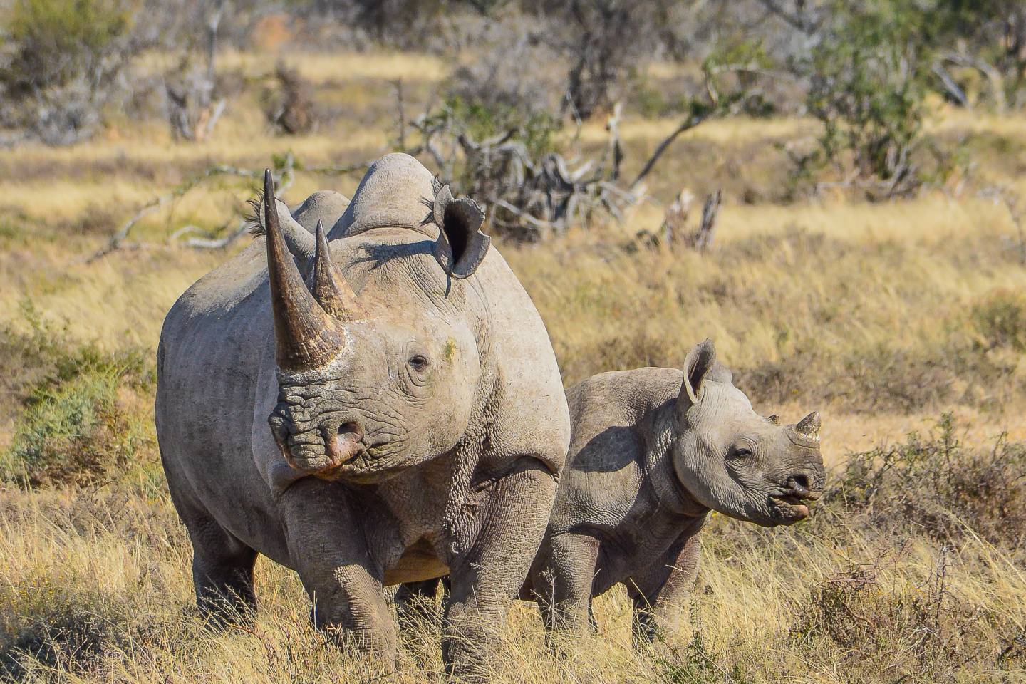 Akagera National Park