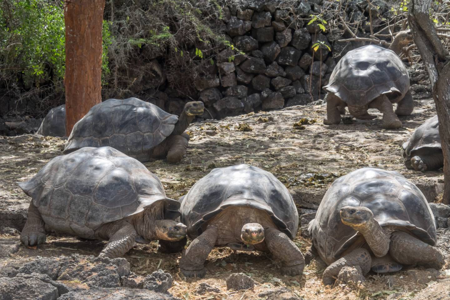 Giant tortoise, Galapagos