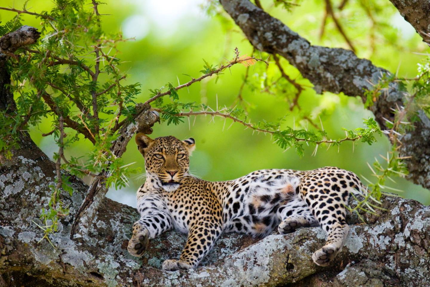 Leopard, Serengeti Plain, Tanzania