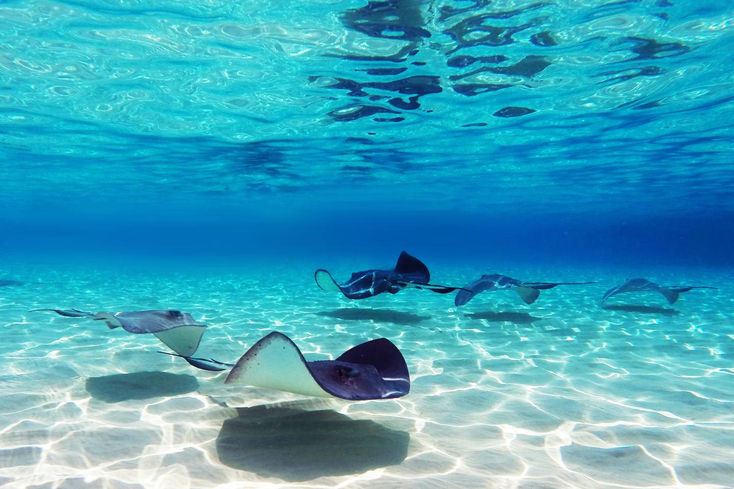 Stingrays, Maldives