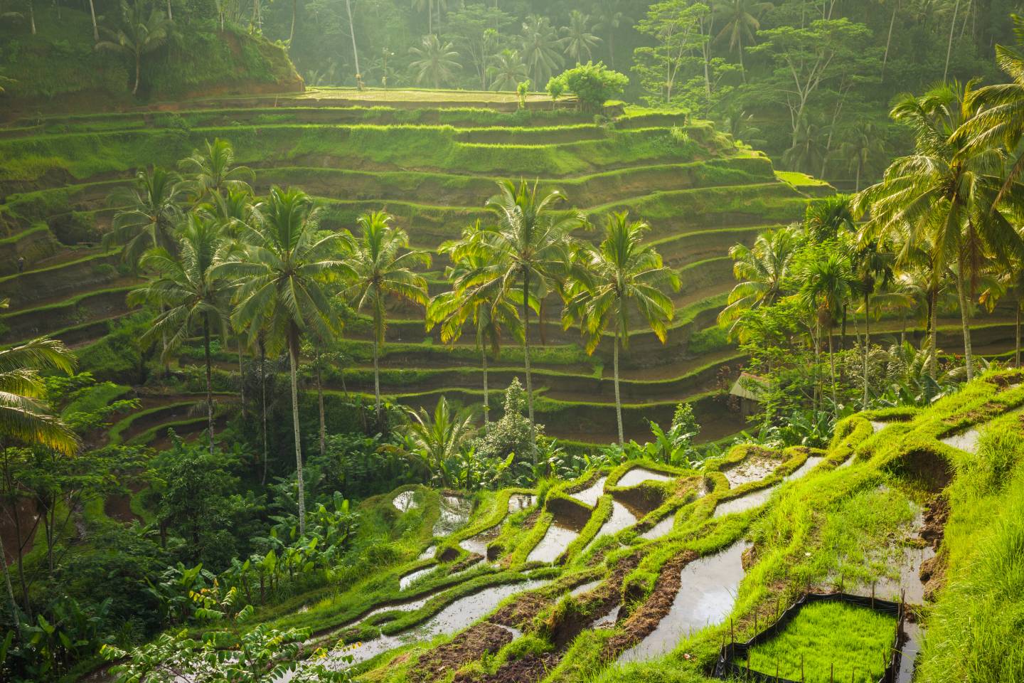 Bali Rice Field