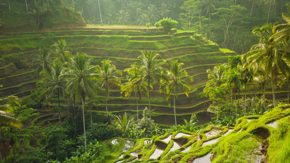 Bali Rice Field