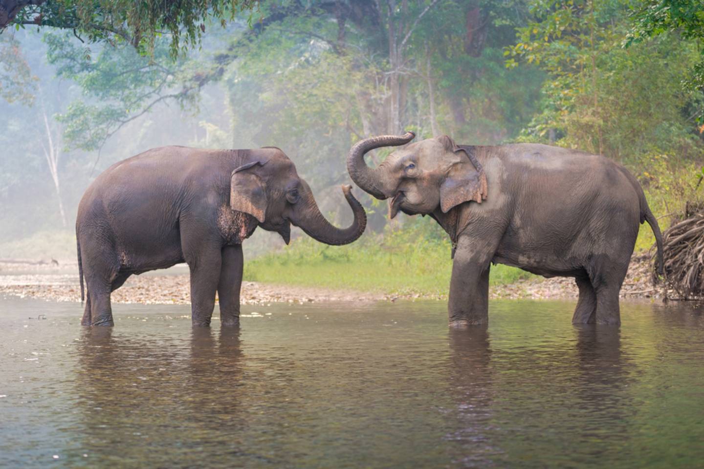 elephants chiang rai