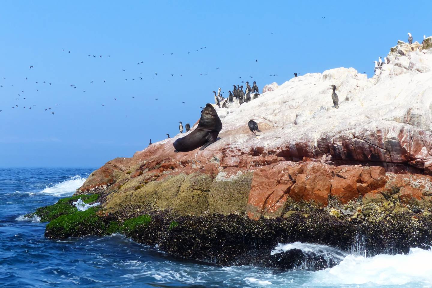 Ballestas Islands, Pisco, Peru