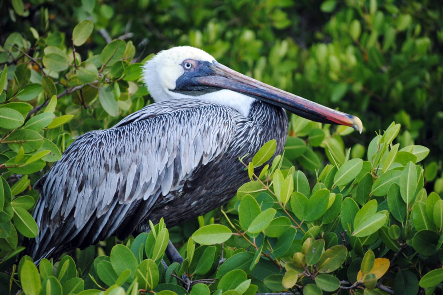 Pelican, Mangrove