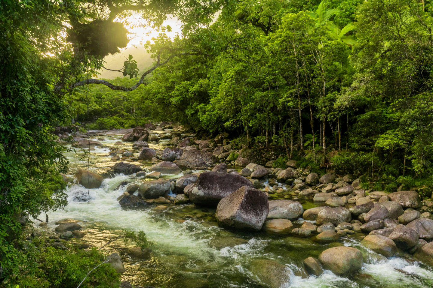 Mossman River, Daintree Rainforest, Australia