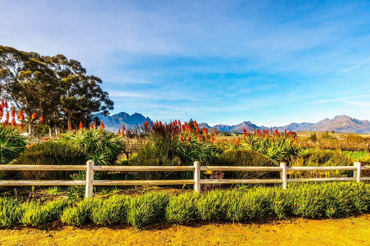 bright plants, fence, gardens